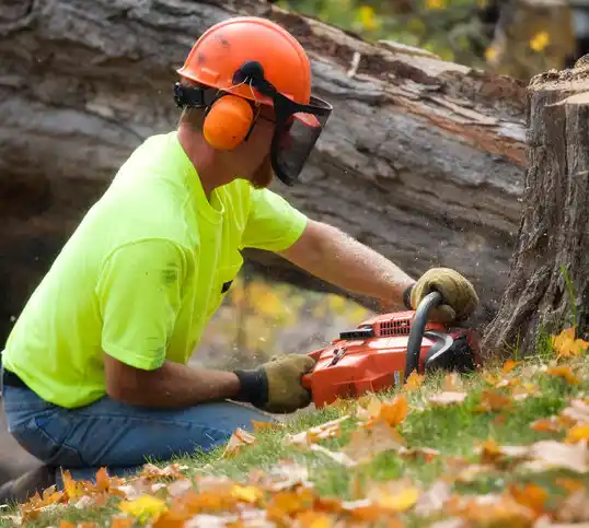 tree services Farmingville